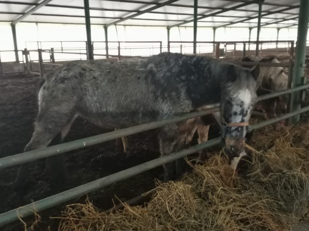 VIDEO | Mor caii de la Techirghiol: IPJ Constanţa a dispus mutarea animalelor la adăposturi ale ONG-urilor