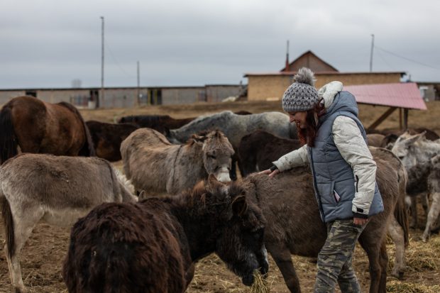 UPDATE  | Caii de la Techirghiol vor fi preluaţi de Asociaţia Măriuţa din Dolj: „Nu putem sta deoparte”
