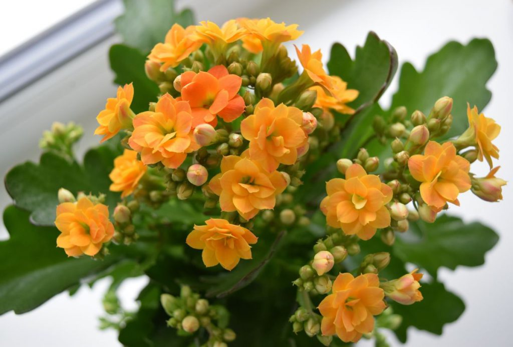 Cele mai frumoase flori de primăvară pentru balcon. Cum să ai acasă o grădină colorată cu flori în ghiveci