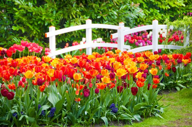 Totul despre lalele – plantare, îngrijire, înflorire, curiozități