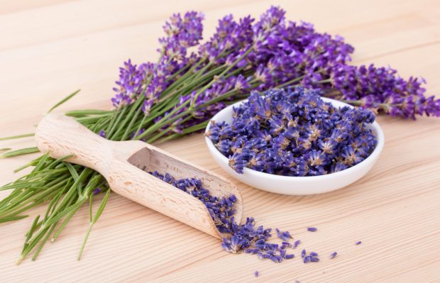 Lavanda – beneficii, plantare, îngrijire și curiozități despre levănțică