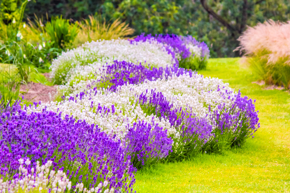 Plantare lavanda