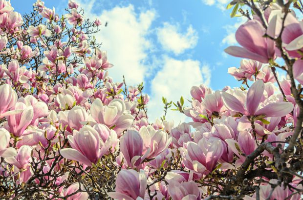 Magnolia – plantare, îngrijire, semnificație și curiozități