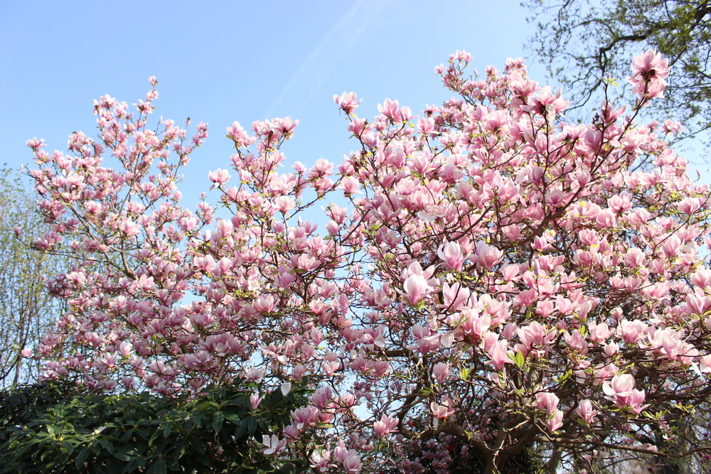 Magnolia imagini