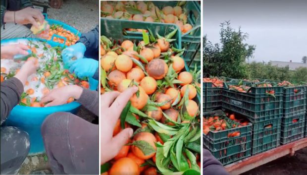 Români plătiți să spele mandarine cu detergent de vase, în Italia. „Ia uitați, frații mei, ce cumpărăm din piață”