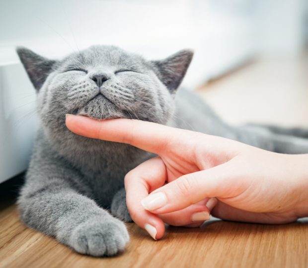 (Publicitate) Tips&tricks: cum să ai grijă cât mai bine de pisica ta? Descoperă ce tipuri de medicamente este recomandat să îi oferi!