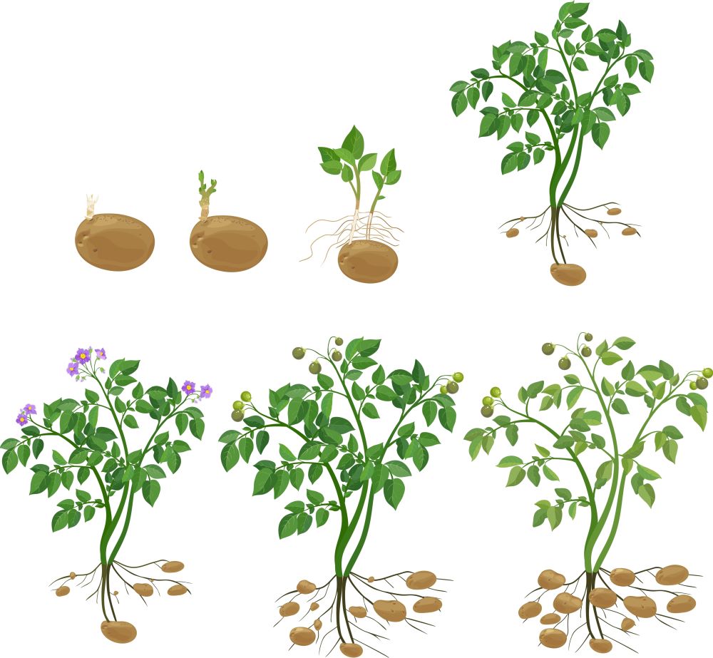 Planta de cartof