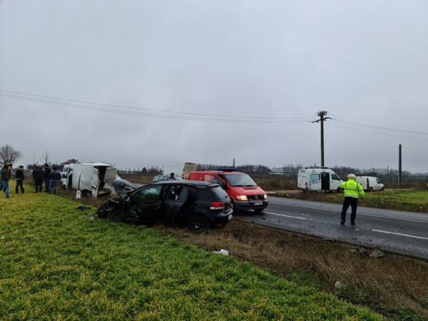 VIDEO | Zece porci fugiți pe câmp din duba în care erau și care a făcut accident, la ieșirea din Râmnicu Sărat
