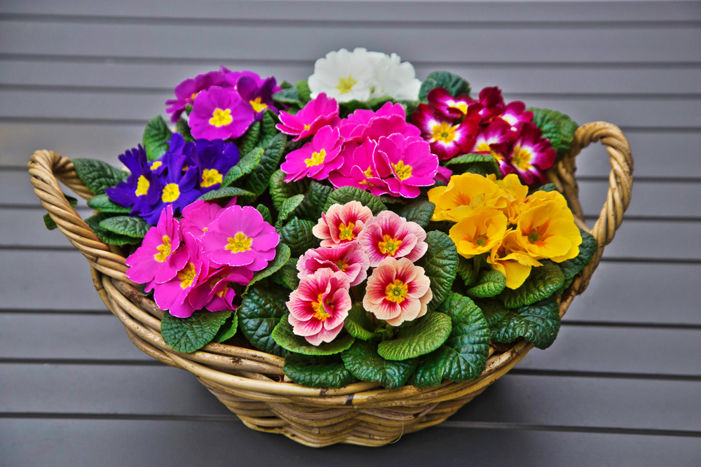 Primula in ghiveci