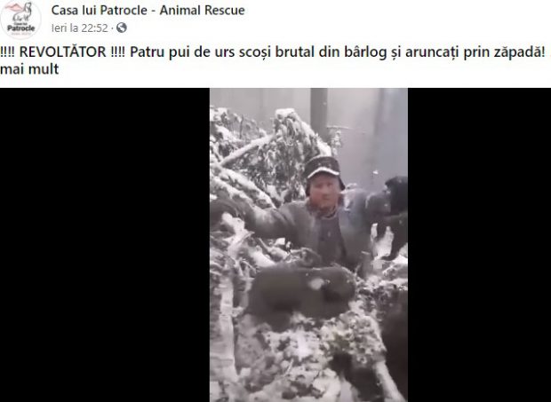 Imagini cu patru pui de urs, scoși din bârlog și aruncați în zăpadă, în județul Neamț, au provocat indignare pe rețelele de socializare