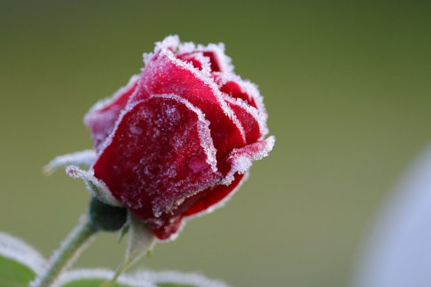 Trandafiri criogenați. Cele mai frumoase flori speciale care rezistă