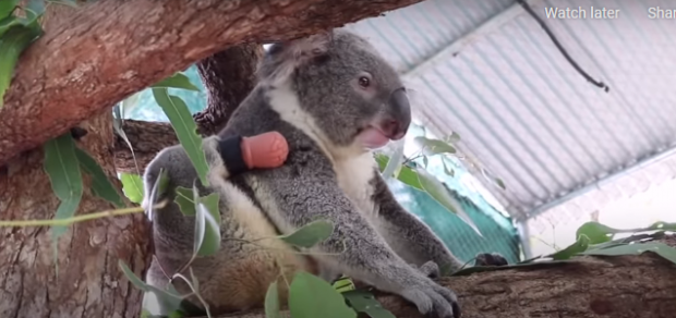 Imagini emoționante: Un urs koala născut fără un picior poate alerga și se poate cățăra cu o proteză realizată de un tehnician dentar