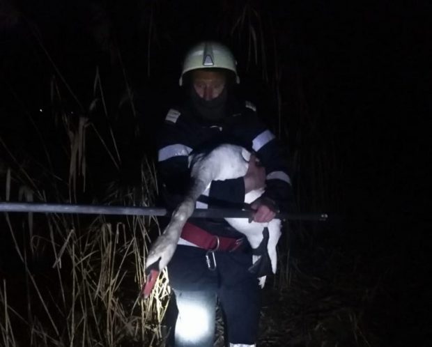 O lebădă rănită, salvată de către pompieri militari din apele râului Târnava Mică
