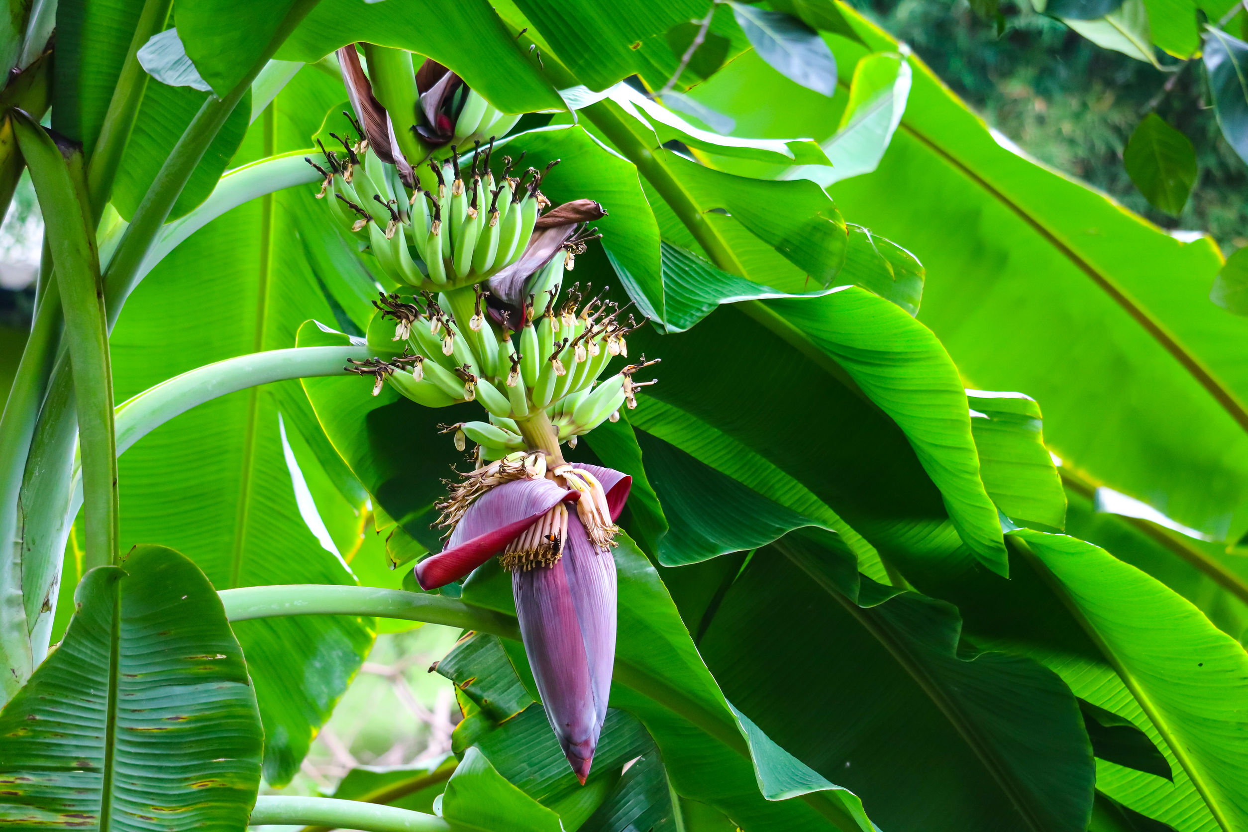 Bananier cu banane