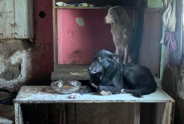 Imagini de nedescris într-o casă dintr-o comună suceveană unde o femeie trăia cu 14 câini și 3 pisici, închiși toți într-o cameră cu ferestrele bătute în cuie