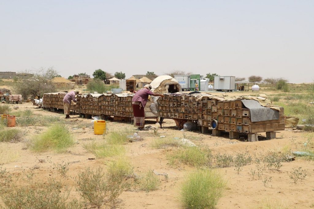 Cu albinele, în mijlocul războiului. Tot mai mulți bărbați din Yemen înfruntă raidurile aeriene pentru a face mierea cea mai bună. „Chiar și rebelii se tem de albine”
