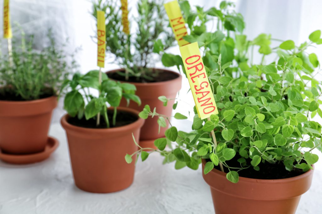 Oregano în ghiveci