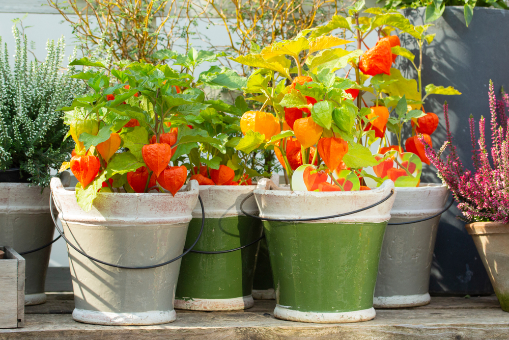 Cultivare Physalis în ghiveci