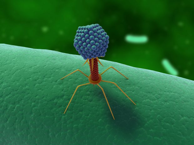 Peste 70.000 de virusuri sunt în microbiomul din intestinul uman. Efectele asupra organismului, necunoscute