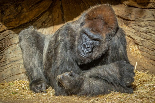 VIDEO |  Maimuțele de la grădina zoologică din San Diego au primit un vaccin experimental împotriva noului coronavirus