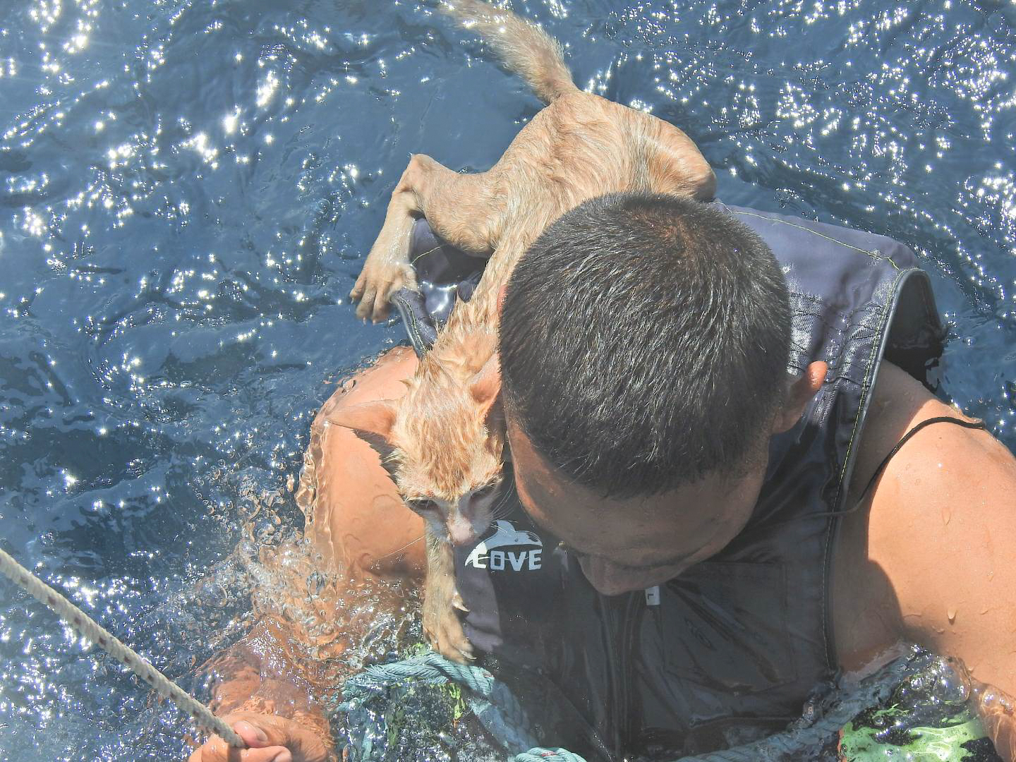 Imagini înduioșătoare | Marina Thailandeză A Salvat De La înec Patru Pisici Abandonate Pe Un Vas Care Se Scufunda - Vimarsana News