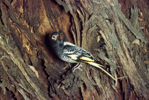 Australia: O specie de păsări pe cale de dispariţie şi-a „uitat propriul tril”