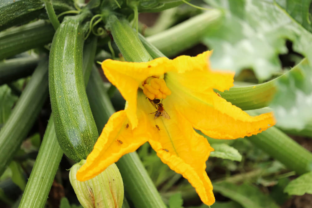 Floare de dovlecel