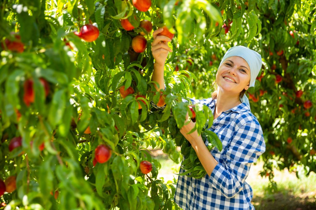 Informatii despre nectarine