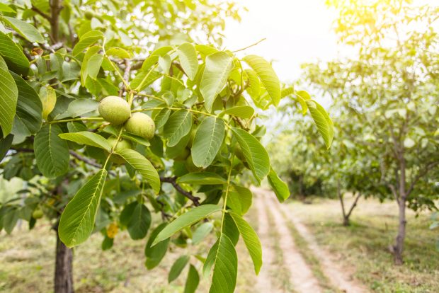 Nucul – plantare și îngrijire. Curiozități despre nuci