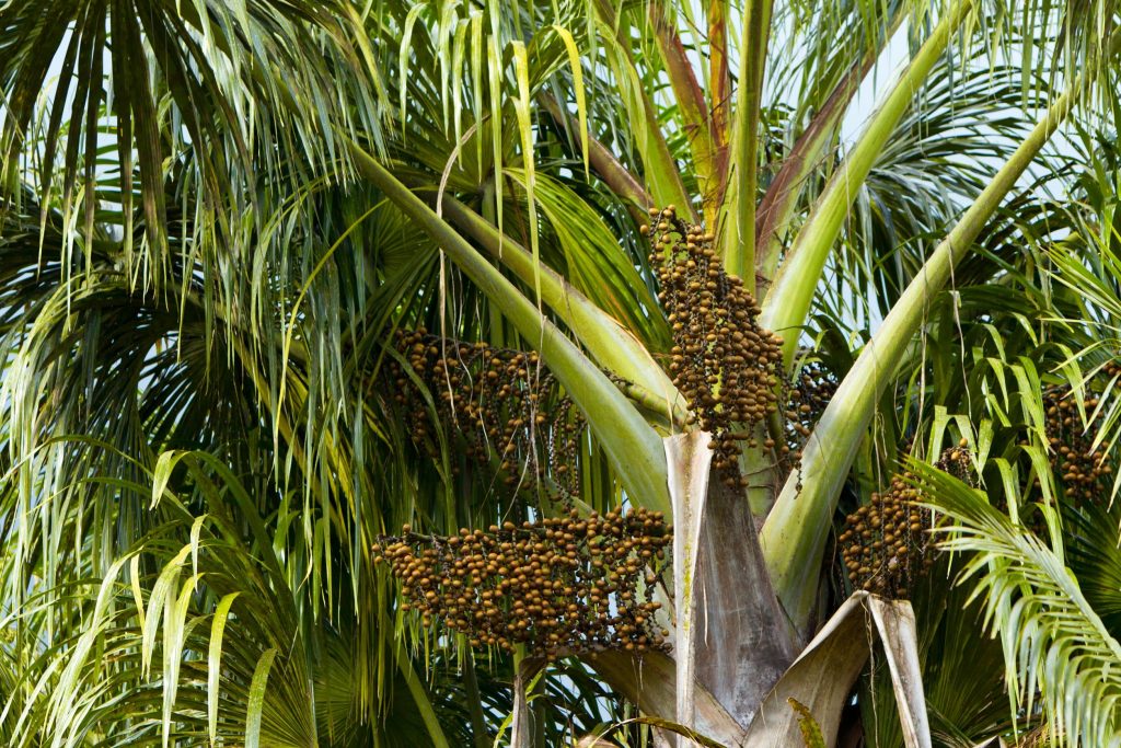 Arborele Acai