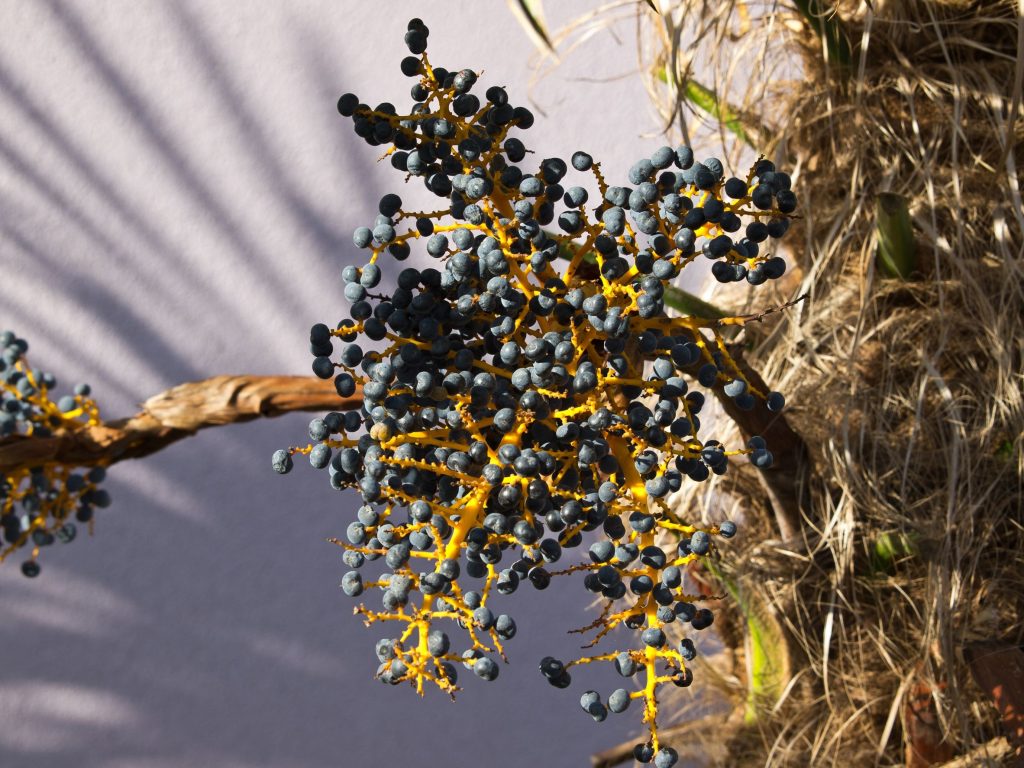 Fructele de acai