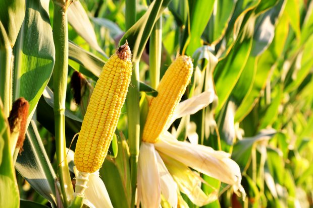 Fermierii europeni se vor orienta spre nutreț modificat genetic din SUA și America Latină pentru a înlocui porumbul din Ucraina