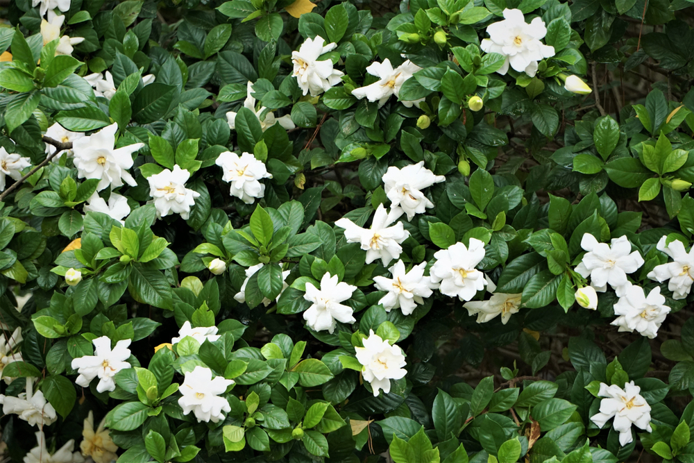 Îngrijire Gardenia