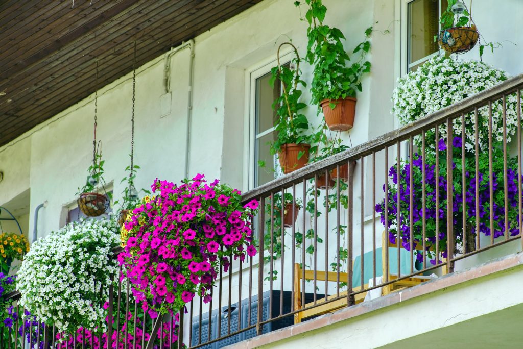 Petunii în jardiniere pe balcon