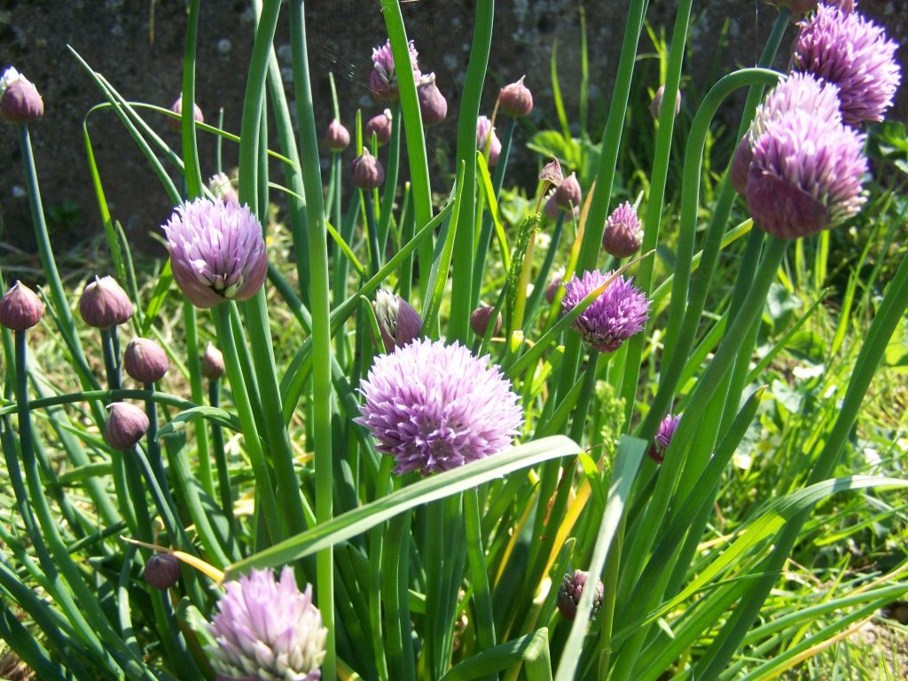 Planta de chives