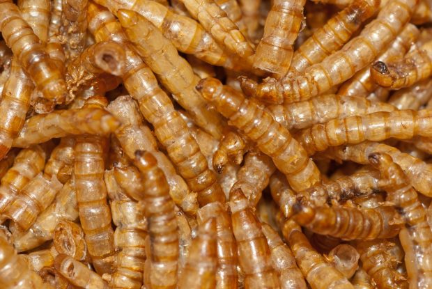 O insectă, declarată aliment de Comisia Europeană