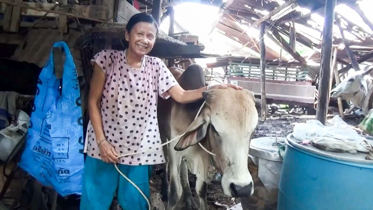 În Thailanda, Oamenii Care Se Vaccinează Pot Câștiga O Vacă La Tombolă - Vimarsana News