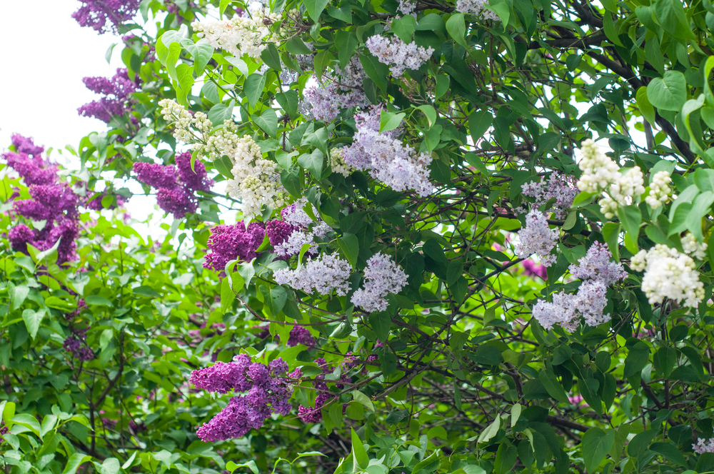 Soiuri de liliac
