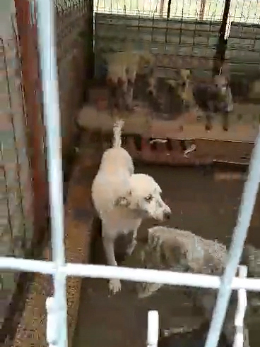 Trupele speciale au pătruns ca să prindă sute de câini şi pisici în Amzacea, dar autoritățile nu lămuresc unde le-au dus