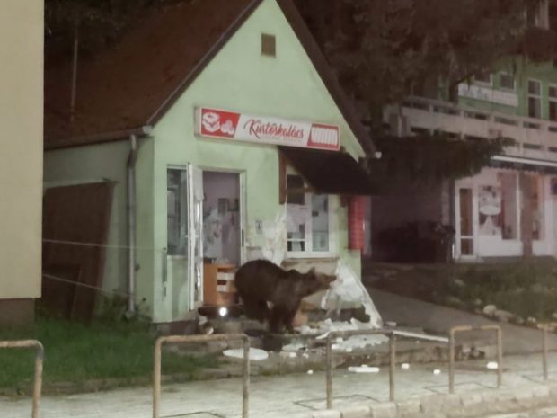 Urși surprinși într-o pensiune şi un magazin din Băile Tuşnad. Jandarmii, solicitaţi să intervină