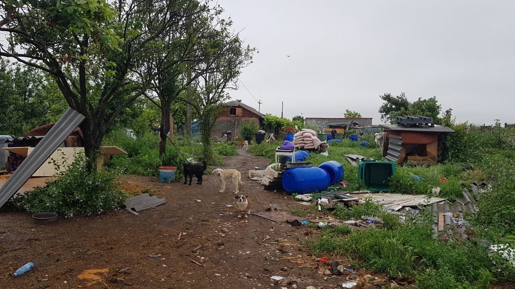 Trupele speciale au pătruns ca să prindă sute de câini şi pisici în Amzacea, dar autoritățile nu lămuresc unde le-au dus