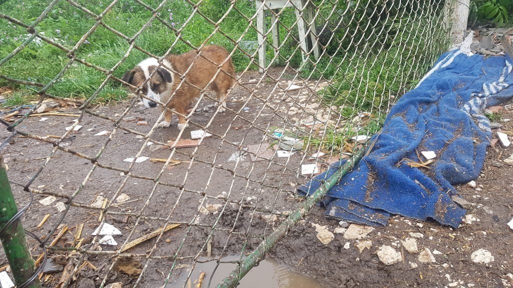Trupele speciale au pătruns ca să prindă sute de câini şi pisici în Amzacea, dar autoritățile nu lămuresc unde le-au dus