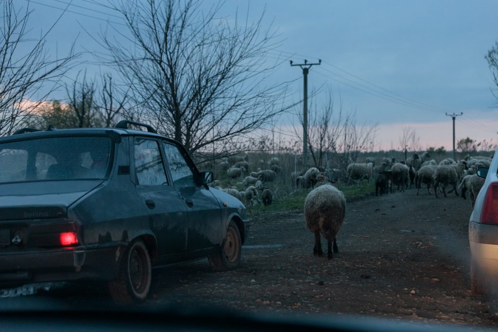 Safari pe unul dintre cele mai proaste drumuri din România: Tulcea - Chilia Veche. Căprioare, vulpi, șacali și un milion de gropi
