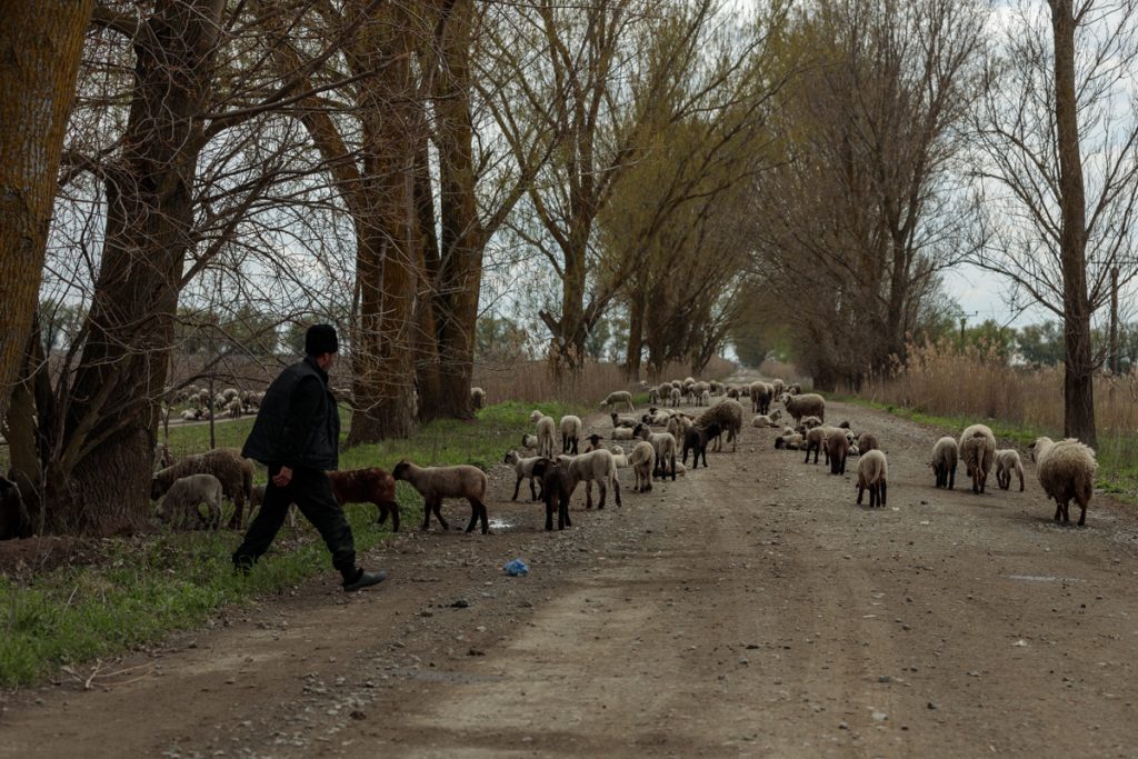 Safari pe unul dintre cele mai proaste drumuri din România: Tulcea - Chilia Veche. Căprioare, vulpi, șacali și un milion de gropi