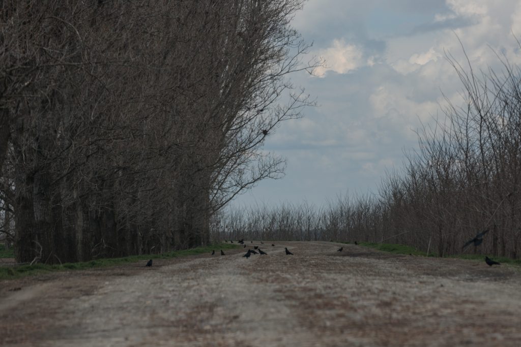 Safari pe unul dintre cele mai proaste drumuri din România: Tulcea - Chilia Veche. Căprioare, vulpi, șacali și un milion de gropi