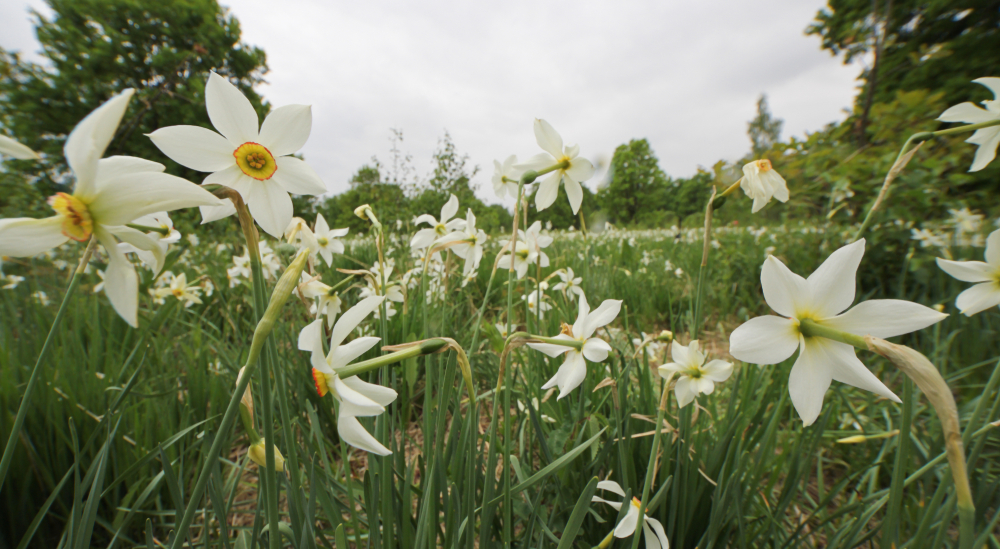 Poiana Narciselor - Obiective Turistice langa Lacul Rosu