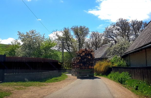 Agent Green anunță o victorie „istorică” împotriva furtului de lemne. Ce decizie a luat instanța de judecată