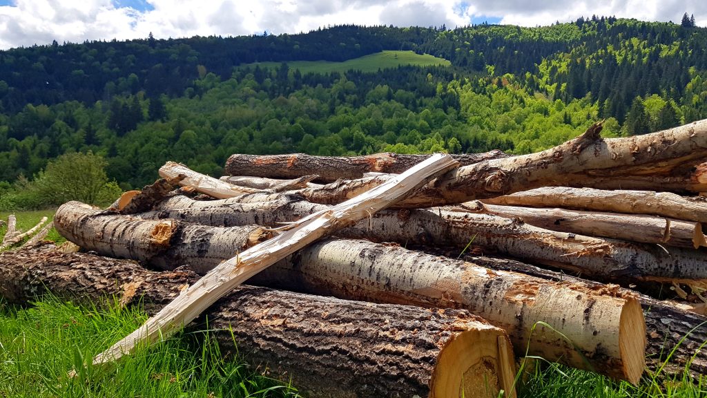 La o lună de la izbucnirea scandalului legat de ursul Arthur, Ministerul Mediului nu a luat nicio măsură. Câți urși au fost vânați de străini
