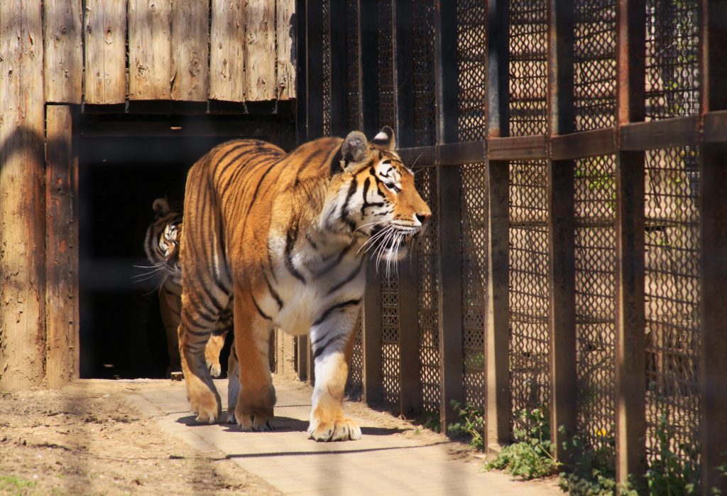 Tigrul indian de la grădina zoologică din București