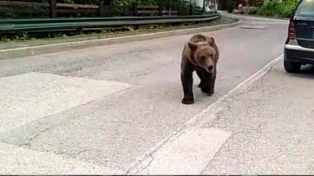 Mesaj RoAlert la Sinaia, după ce un urs a fost observat în apropierea Castelului Pelișor